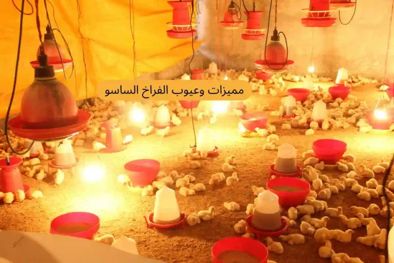 مميزات وعيوب الفراخ الساسو