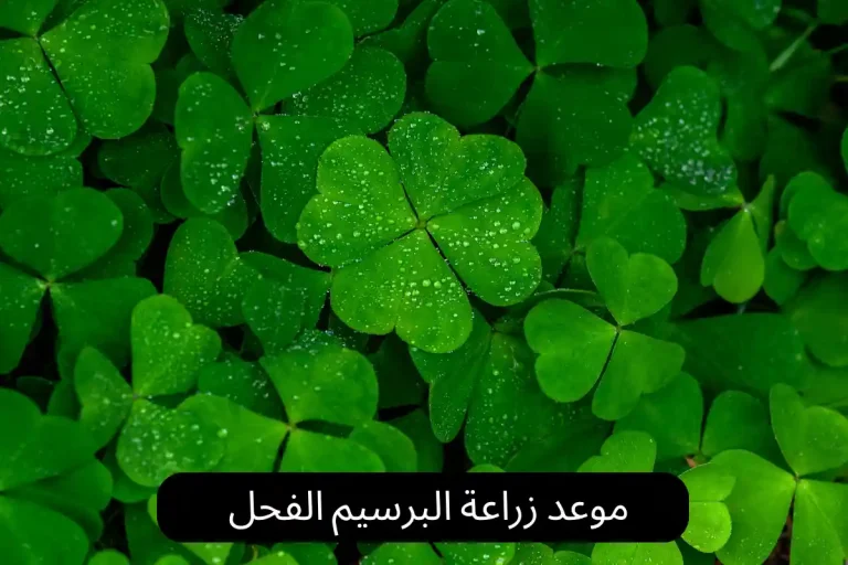 موعد زراعة البرسيم الفحل