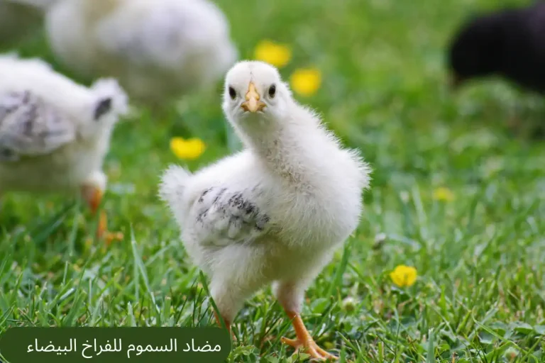مضاد السموم للفراخ البيضاء