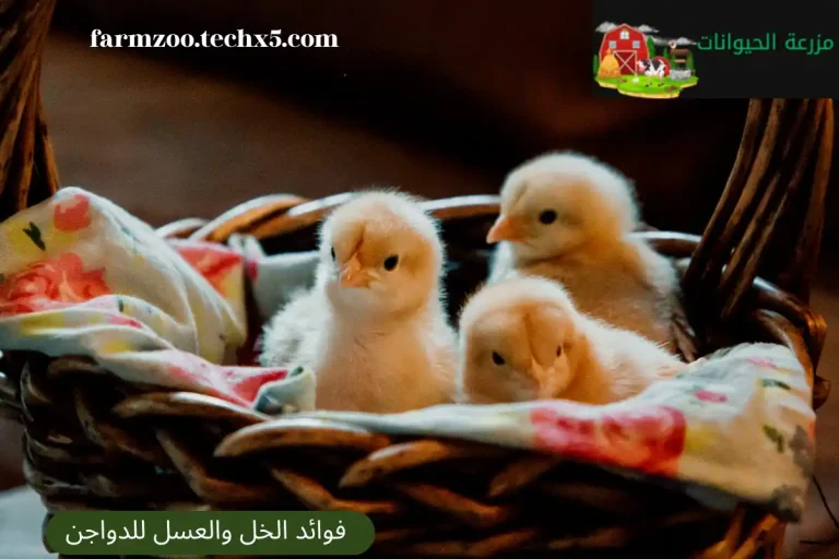 فوائد الخل والعسل للدواجن