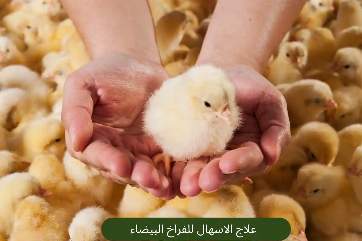 علاج الاسهال للفراخ البيضاء