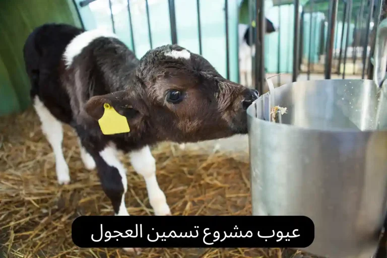 عيوب مشروع تسمين العجول