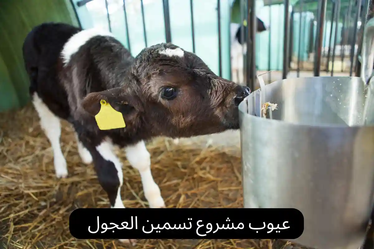 عيوب مشروع تسمين العجول
