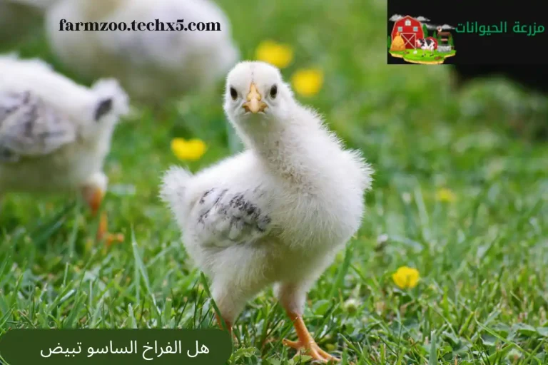هل الفراخ الساسو تبيض