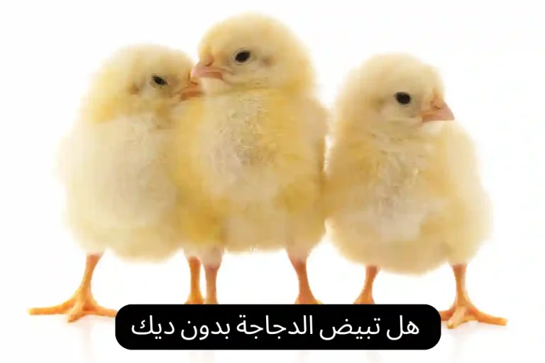 هل تبيض الدجاجة بدون ديك