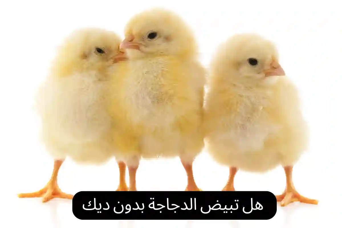 هل تبيض الدجاجة بدون ديك