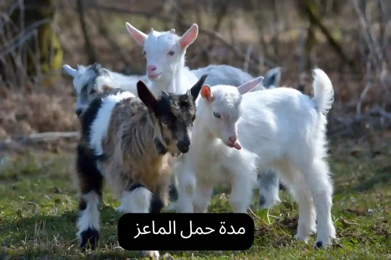 مدة حمل الماعز
