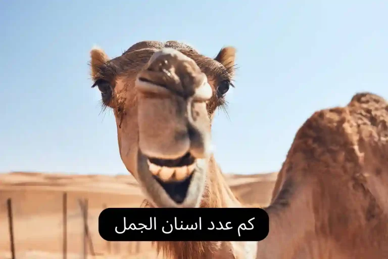 كم عدد اسنان الجمل