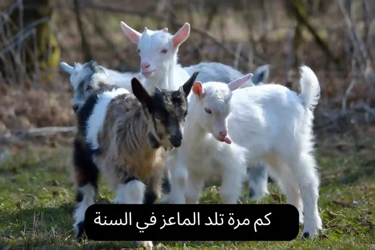 كم مرة تلد الماعز في السنة
