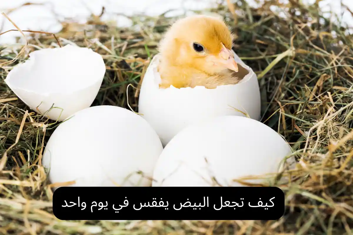 كيف تجعل البيض يفقس في يوم واحد