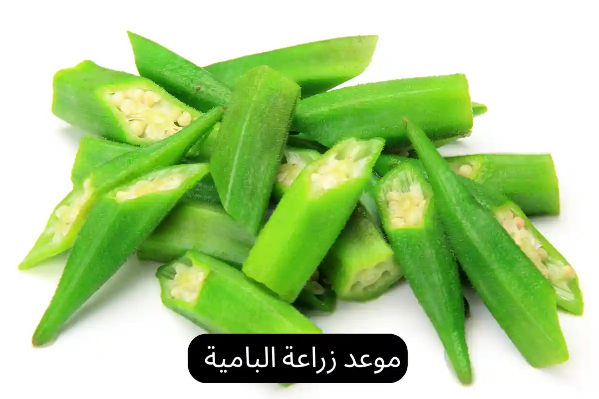 موعد زراعة البامية