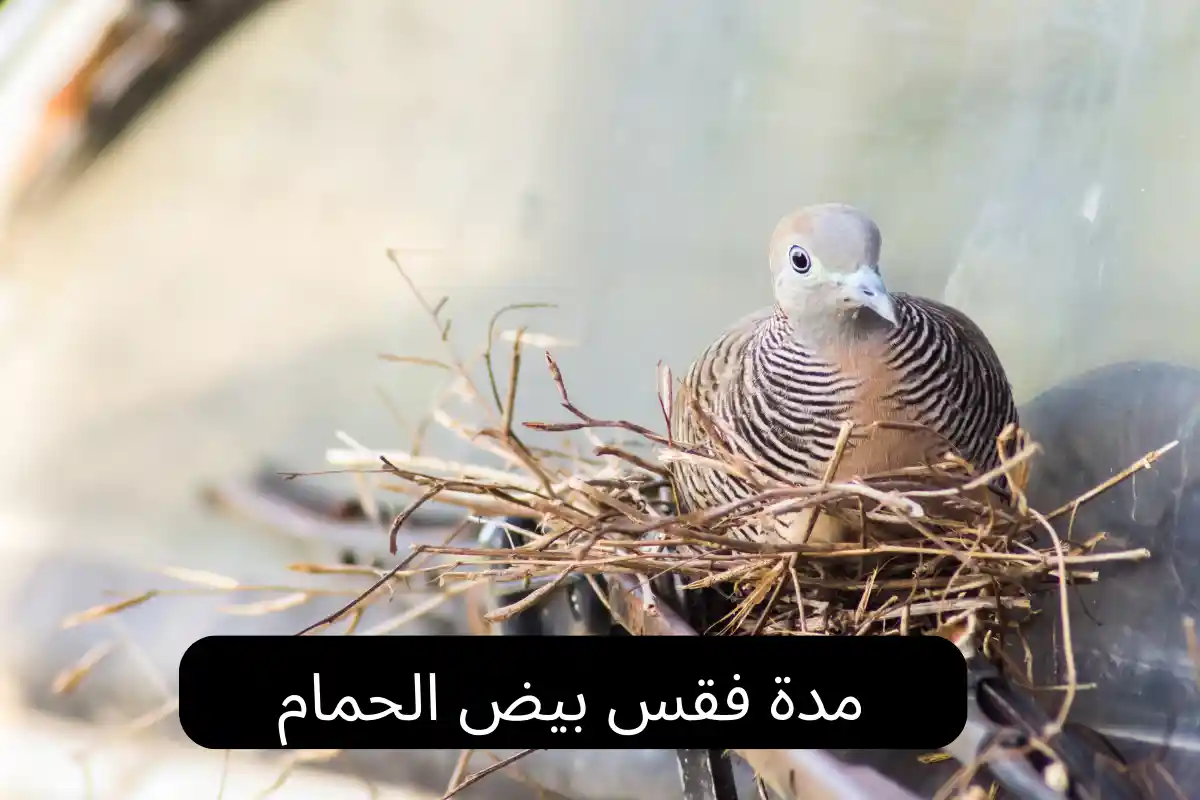 مدة فقس بيض الحمام