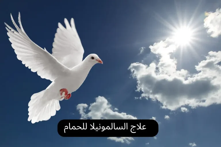 علاج السالمونيلا للحمام