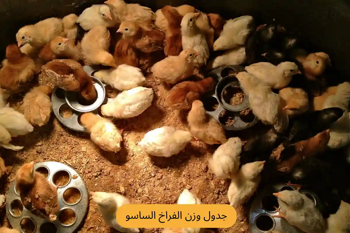 جدول وزن الفراخ الساسو 
