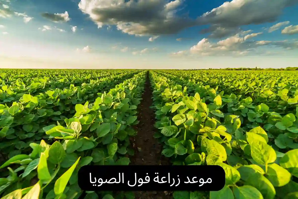 موعد زراعة فول الصويا