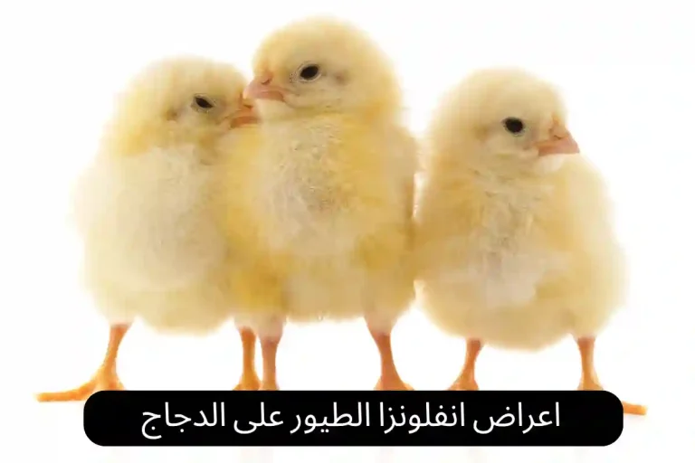 اعراض انفلونزا الطيور على الدجاج