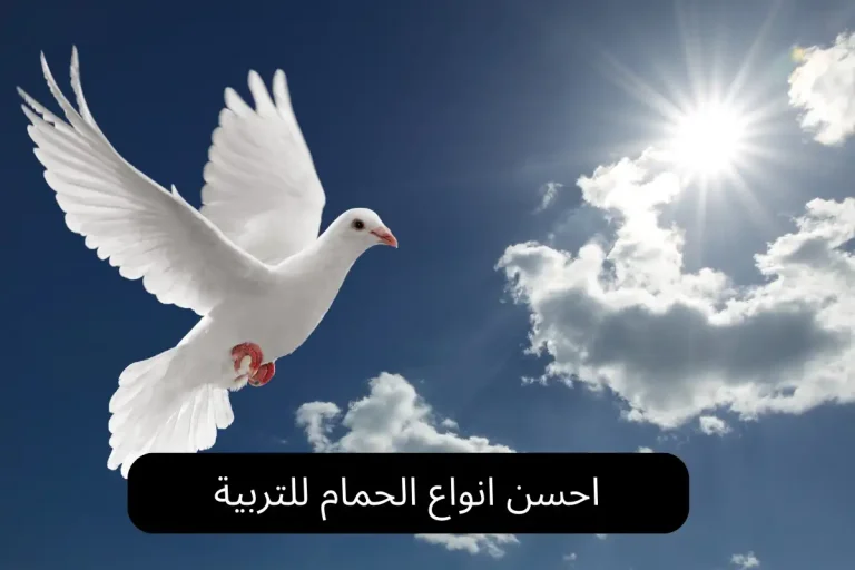 احسن انواع الحمام للتربية