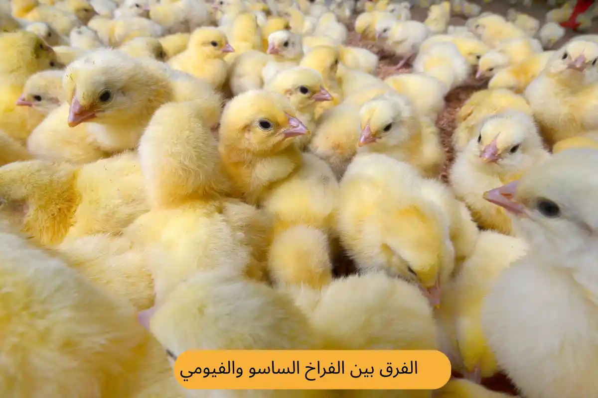 الفرق بين الفراخ الساسو والفيومي