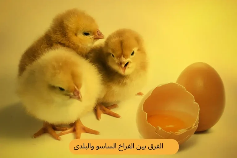 الفرق بين الفراخ الساسو والبلدى