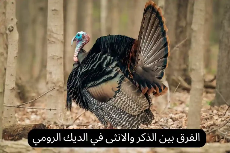 الفرق بين الذكر والانثى في الديك الرومي