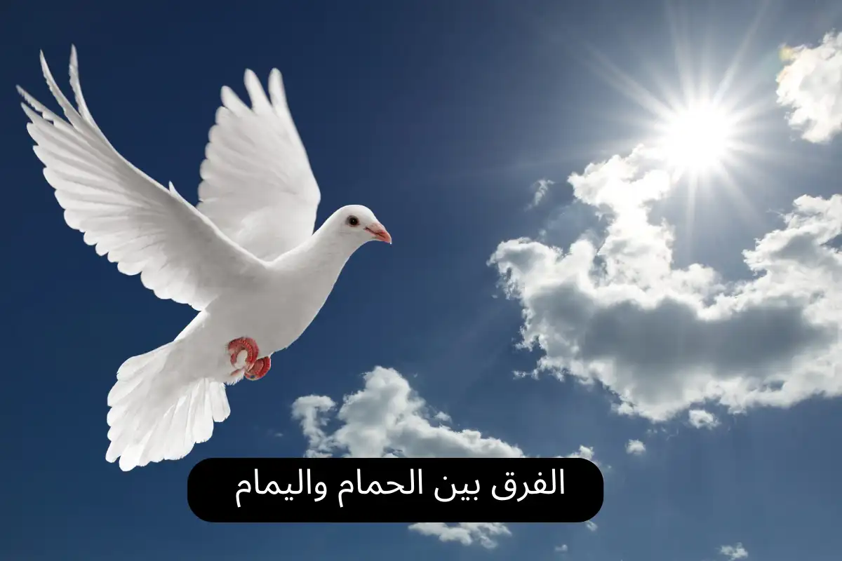 الفرق بين الحمام واليمام