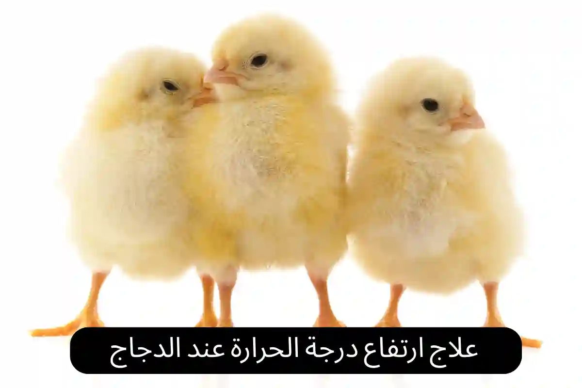 علاج ارتفاع درجة الحرارة عند الدجاج