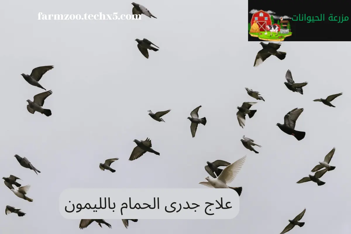 علاج جدرى الحمام بالليمون