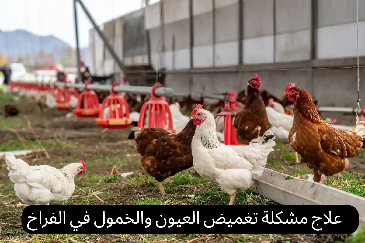 علاج مشكلة تغميض العيون والخمول في الفراخ