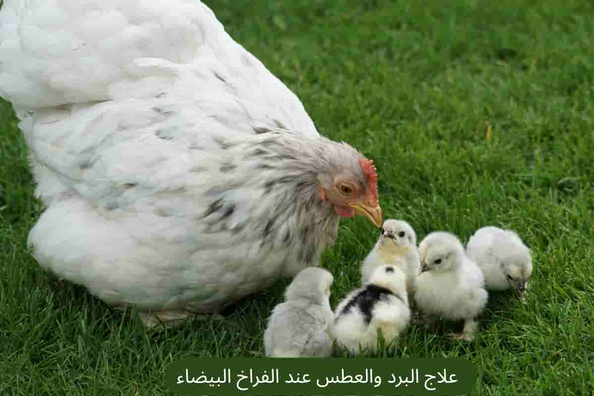 علاج البرد والعطس عند الفراخ البيضاء