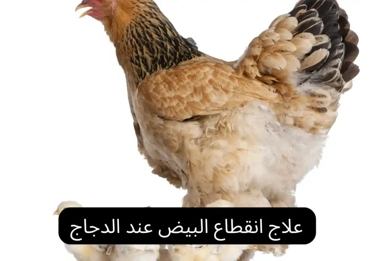 علاج انقطاع البيض عند الدجاج