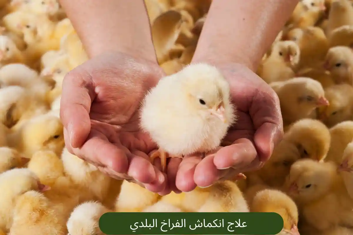 علاج انكماش الفراخ البلدي