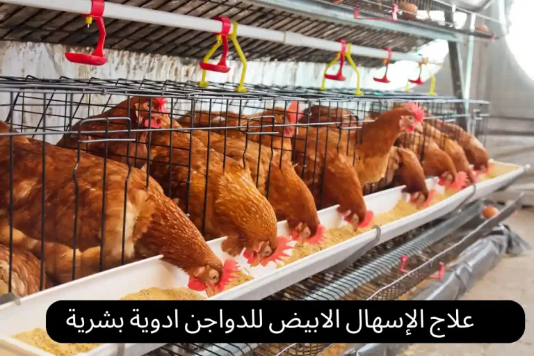 علاج الإسهال الابيض للدواجن ادوية بشرية