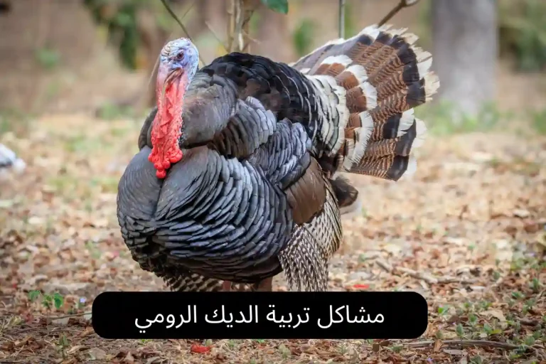 مشاكل تربية الديك الرومي