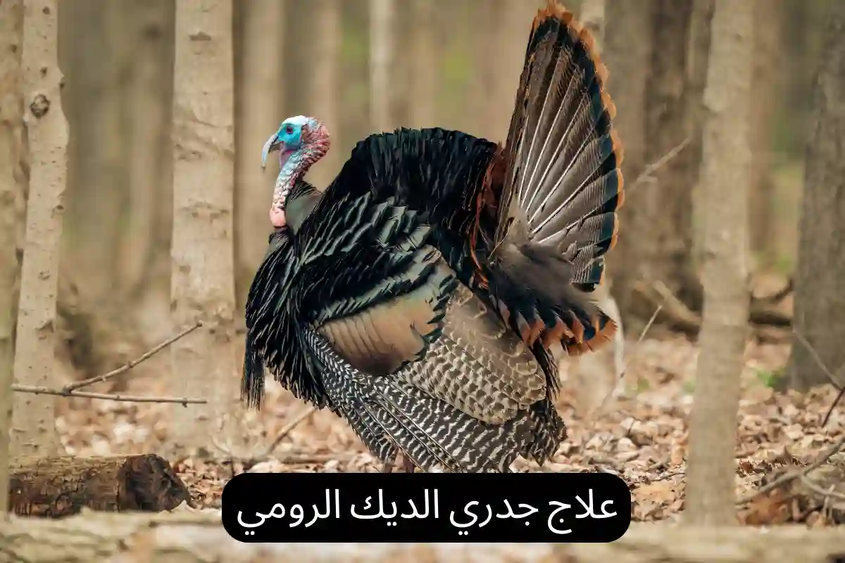 علاج جدري الديك الرومي