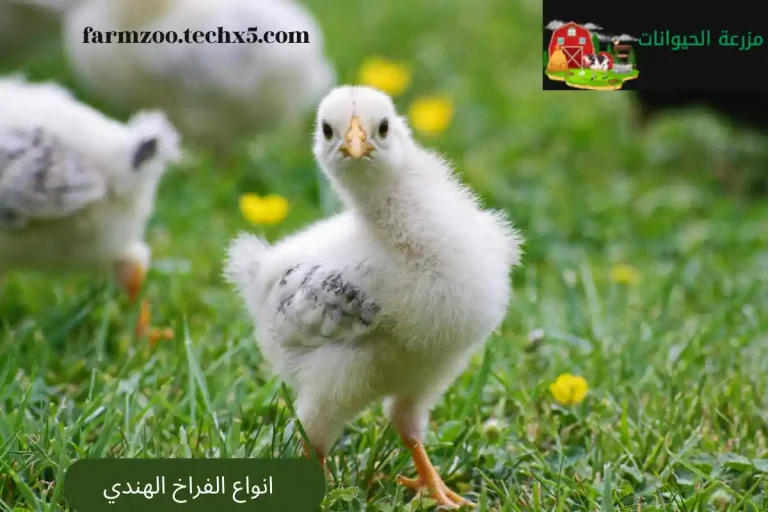 انواع الفراخ الهندي