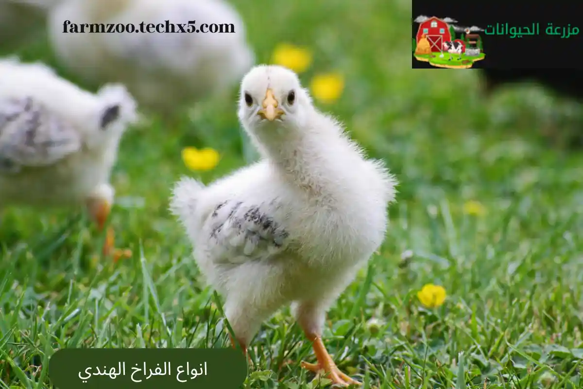 انواع الفراخ الهندي