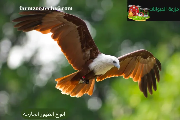 انواع الطيور الجارحة