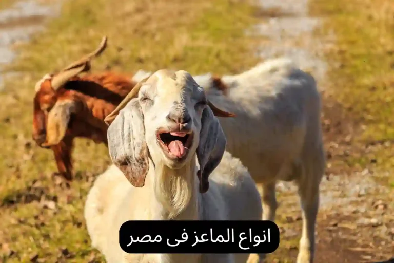 انواع الماعز فى مصر