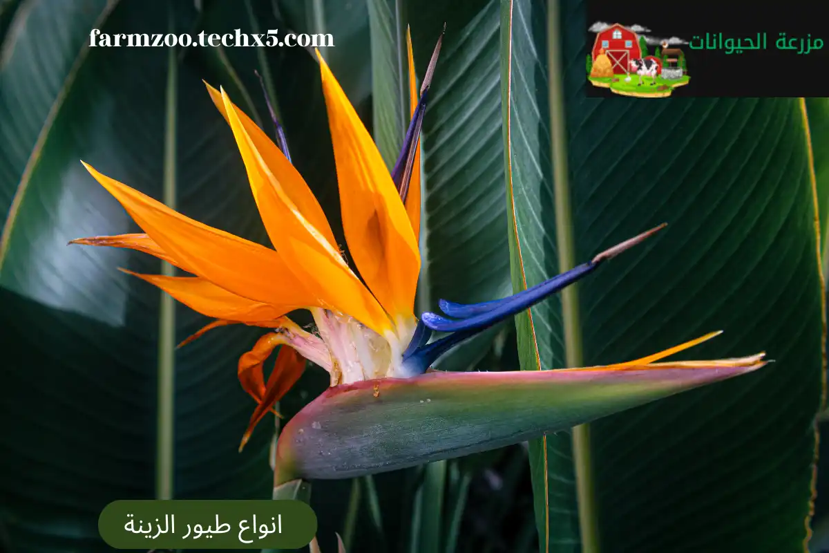 انواع طيور الزينة