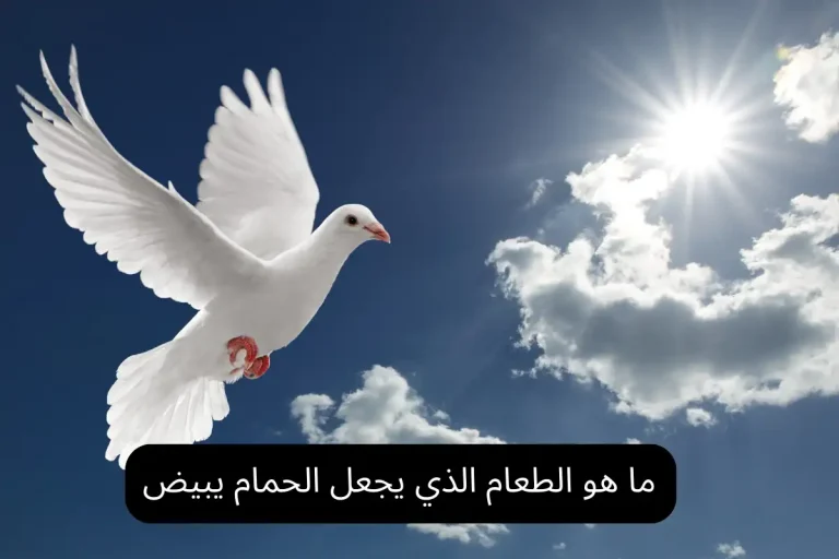 ما هو الطعام الذي يجعل الحمام يبيض