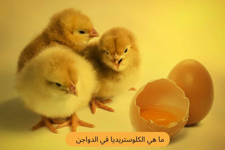 ما هي الكلوستريديا في الدواجن