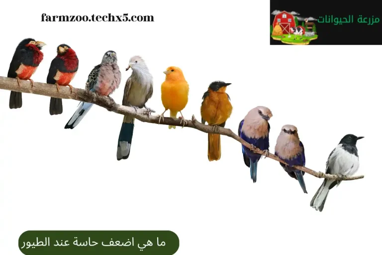 ما هي اضعف حاسة عند الطيور