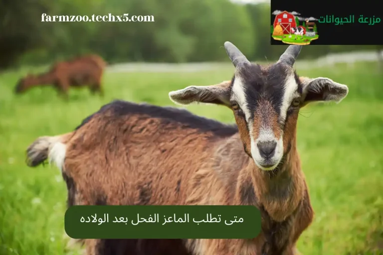 متى تطلب الماعز الفحل بعد الولاده