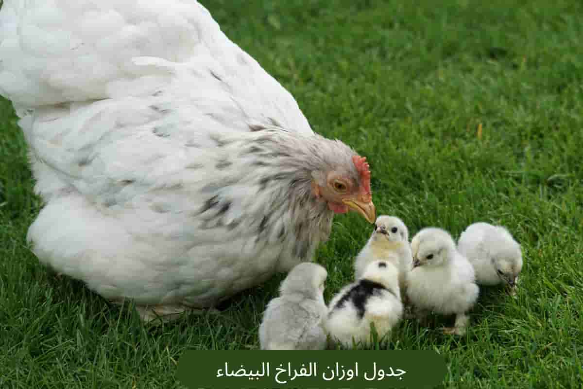 جدول اوزان الفراخ البيضاء