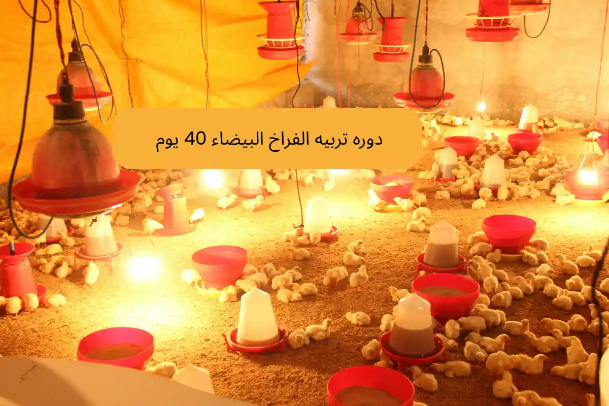 دوره تربيه الفراخ البيضاء (40 يوم )